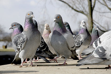pigeons pigeons